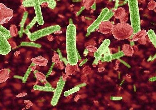 科普｜致瀉大腸埃希氏菌是什么？