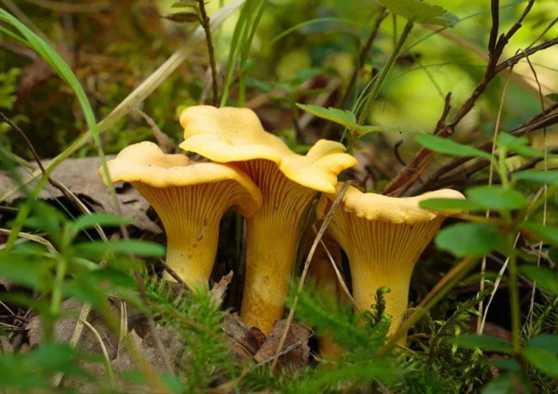 毒蘑菇顏色艷，一起煮大蒜會發(fā)黑？真的假的？